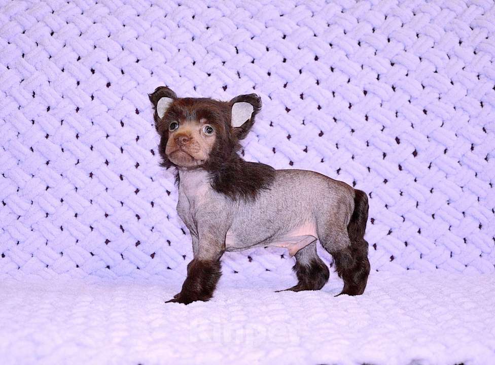 Собаки в Екатеринбурге: Мальчик голый шоколадка Мальчик, Бесплатно - фото 8