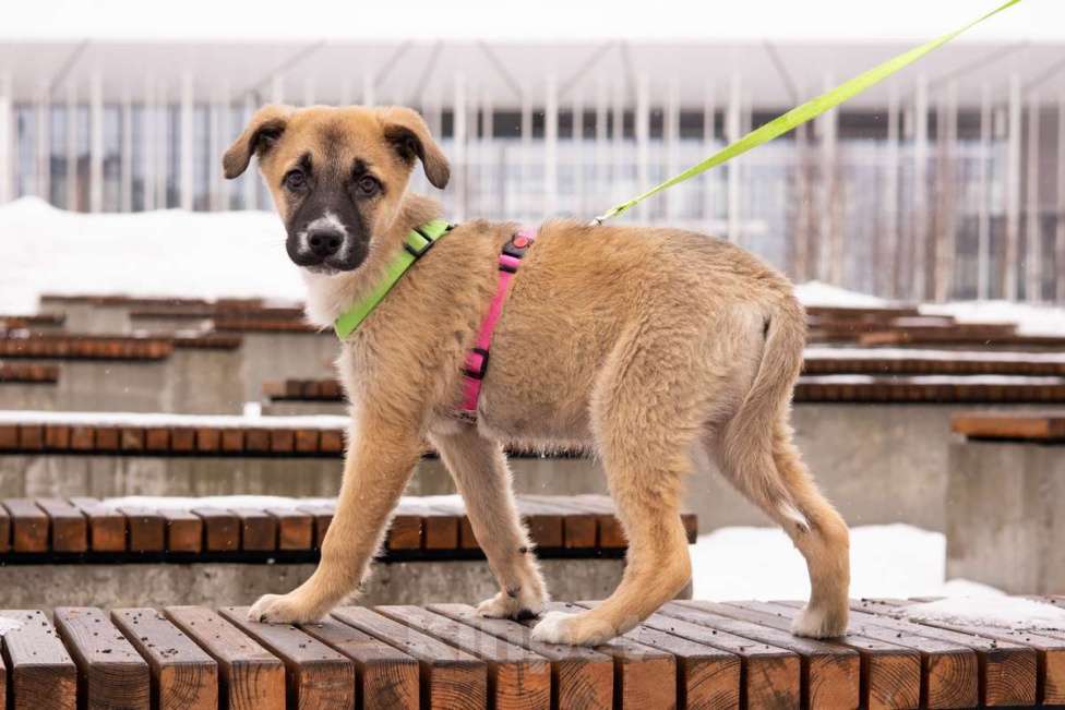 Собаки в Москве: Маленькое счастье - щенок Тишка ищет дом! Девочка, Бесплатно - фото 4