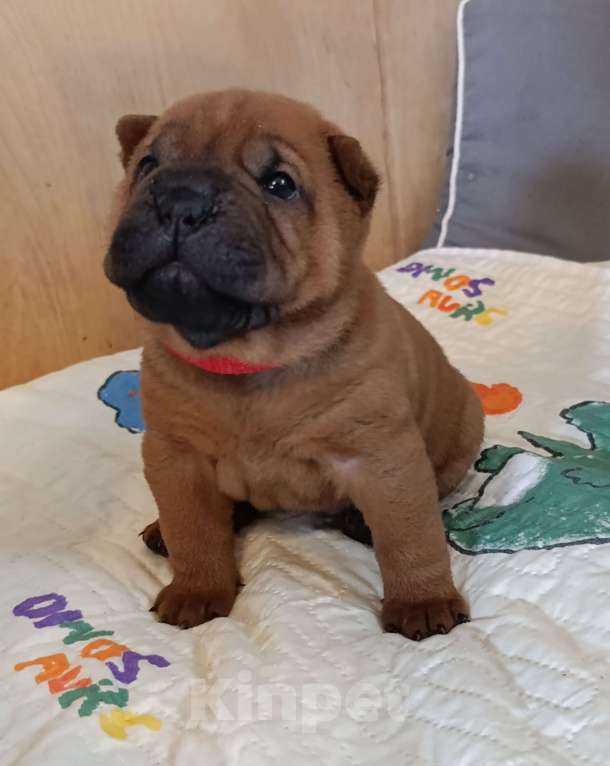 Собаки в других городах Калужской области: Щенки шарпея Мальчик, 50 000 руб. - фото 4