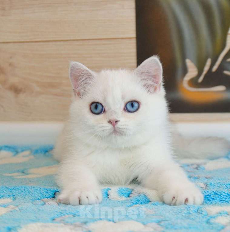 Кошки в Рыбинске: Британская голубоглазый мальчик 3 мес Мальчик, 25 000 руб. - фото 2