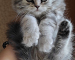 Кошки в Химках: Шотландские вислоухие котята Девочка, 11 000 руб. - фото 4