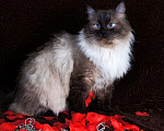 Кошки в Москве: Кошка Азалия(5 л) невская маскарадная, Бесплатно - фото 3
