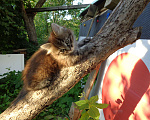 Кошки в Иваново: Отдадим в добрые руки двух замечательных котят. Мальчик, 1 руб. - фото 7