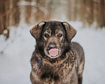 Собаки в Москве: Самая уютная собака – Амина Девочка, Бесплатно - фото 4
