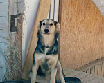 Собаки в Чехове: Ласковая девочка щенок Лиза. 8 месяцев. В поиске добрых хозяев Девочка, Бесплатно - фото 4
