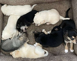 Собаки в Щелково: Щенки 1 месяц с прививками  Мальчик, 1 руб. - фото 5
