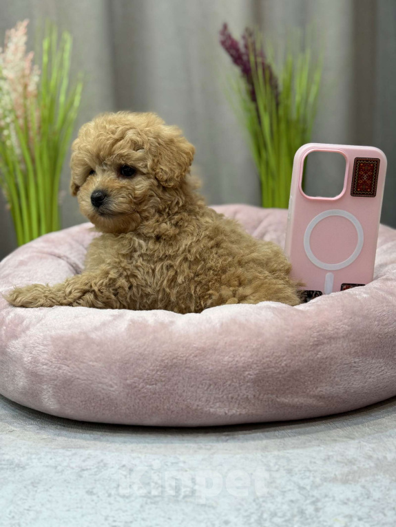 Собаки в Москве: Teddy Мальчик, Бесплатно - фото 4