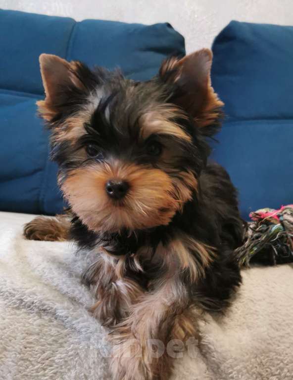 Собаки в Новосибирске: Мальчик мини Мальчик, 28 000 руб. - фото 2