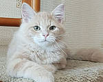 Кошки в Химках: Сибирский котик Нильс  ищет новый дом. Мальчик, 80 000 руб. - фото 2