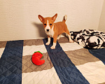 Собаки в Москве: Девочка Басенджи  Девочка, 45 000 руб. - фото 2