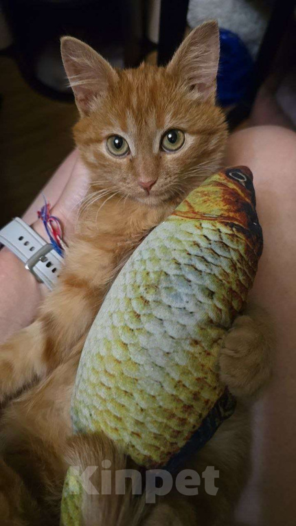 Кошки в Москве: Рыжая малышка Азара ищет дом Девочка, Бесплатно - фото 2