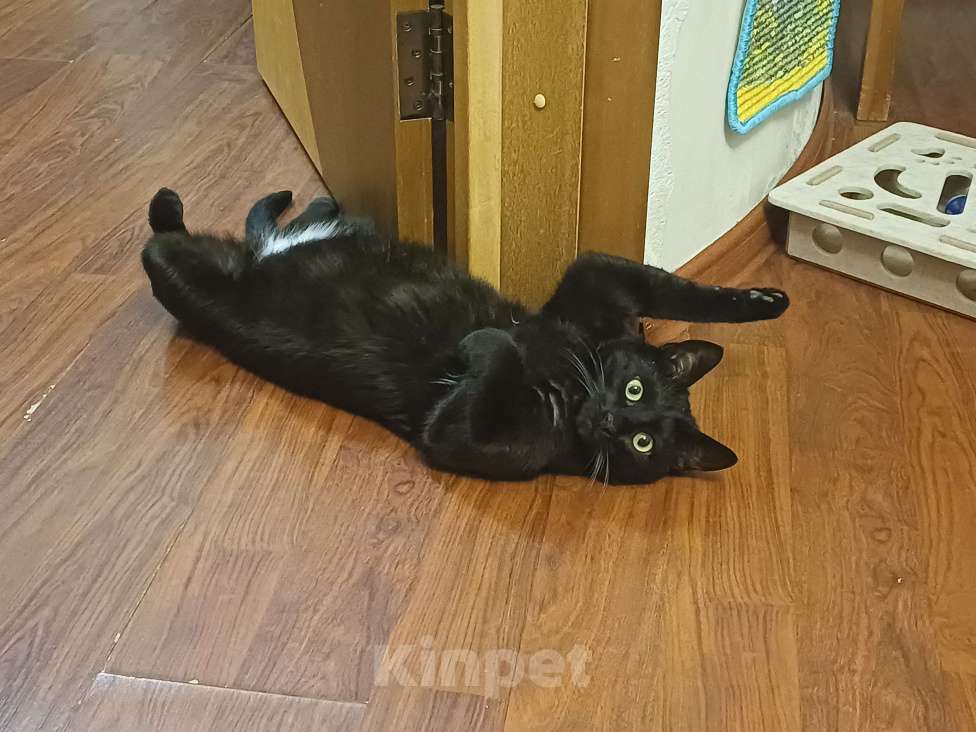 Кошки в Казани: Потерялся кот Салем Мальчик, 5 000 руб. - фото 3