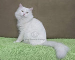 Кошки в Санкт-Петербурге: Сибирский клубный котенок с документами и вакцинациями Девочка, Бесплатно - фото 5