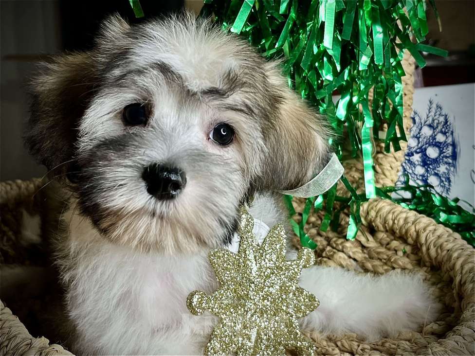 Собаки в Красногорске: Пуховый кобель китайская хохлатая Мальчик, 1 000 руб. - фото 1