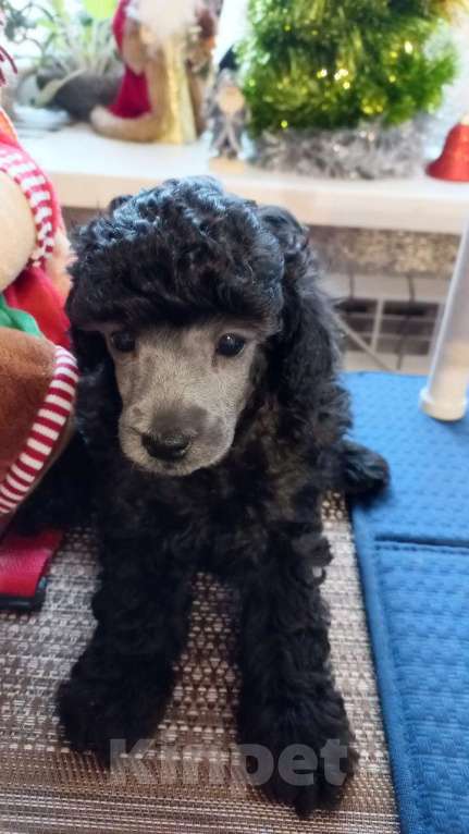 Собаки в Екатеринбурге: Щенки миниатюрного пуделя, серебристого окраса. Мальчик, Бесплатно - фото 1