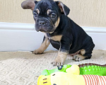 Собаки в Белореченске: Французский бульдог Девочка, Бесплатно - фото 8