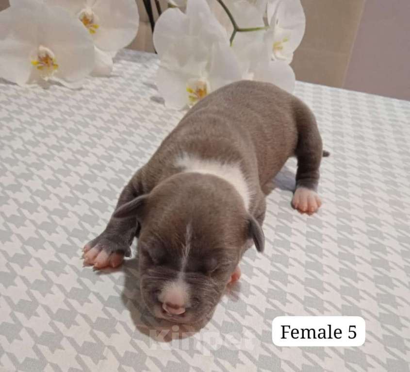 Собаки в Краснодаре: Щенки амстаффа документы РКФ Девочка, 50 000 руб. - фото 2