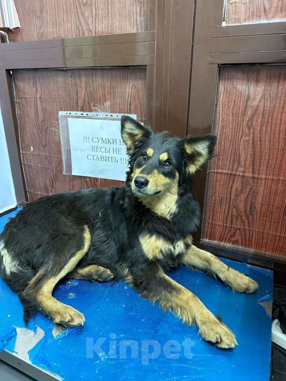 Собаки в Москве: Серсея. Собака с ушами на миллион Девочка, Бесплатно - фото 2