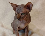 Кошки в Москве: Топовая девочка канадского сфинкса Девочка, 45 000 руб. - фото 1