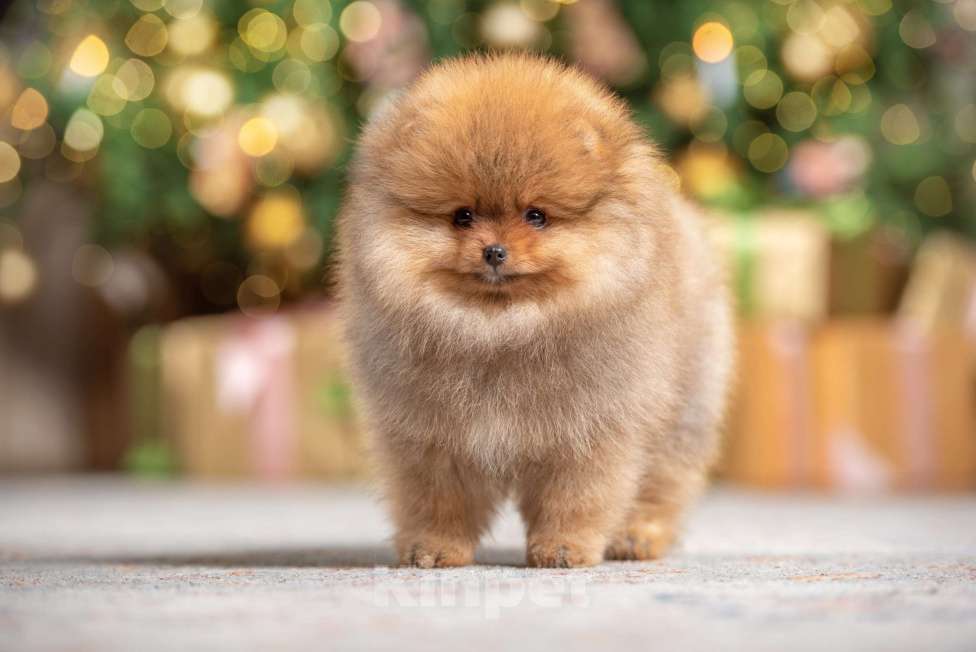 Собаки в Москве: Померанский шпиц мальчик и девочка РКФ Девочка, Бесплатно - фото 1