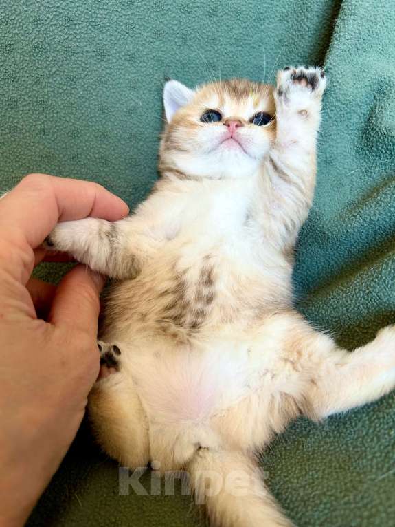 Кошки в Москве: Девочка Золотая плюшевая шиншилла Девочка, 25 000 руб. - фото 9