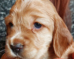 Собаки в Ржеве: Красотка Девочка, 40 000 руб. - фото 1