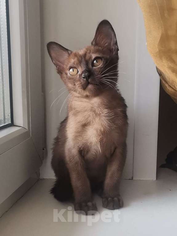 Кошки в Красноярске: Бурманская кошечка Девочка, 35 000 руб. - фото 9