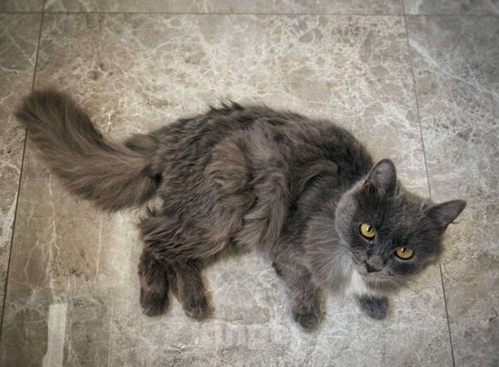 Кошки в Москве: Котенок Сапсан ищет дом Мальчик, Бесплатно - фото 5