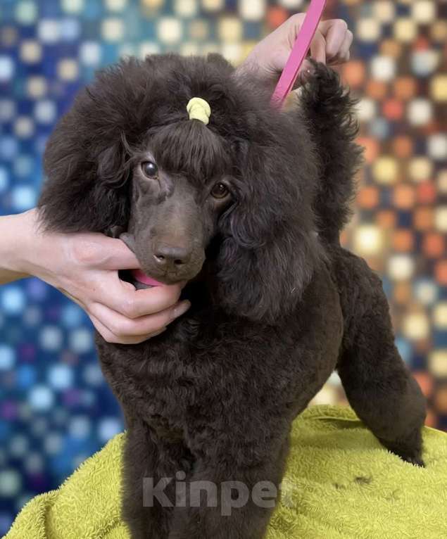 Собаки в Москве: Щенки пуделя Мальчик, Бесплатно - фото 5