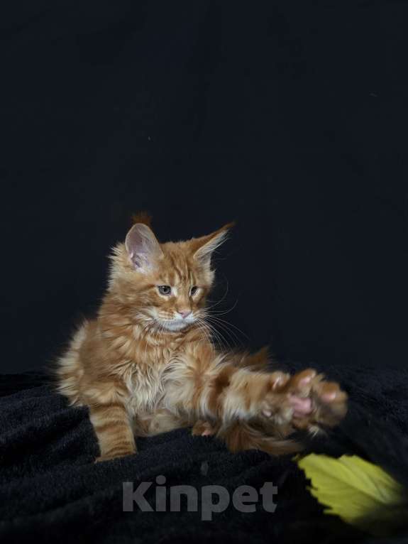 Кошки в Москве: Мейн-кун котенок Мальчик, 60 000 руб. - фото 2