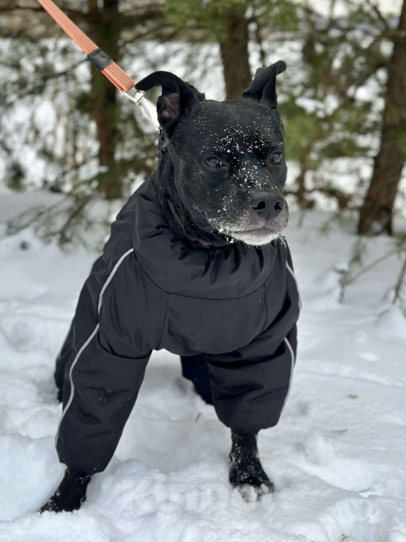 Собаки в Москве: Добрый пес Джек ищет дом Мальчик, Бесплатно - фото 6
