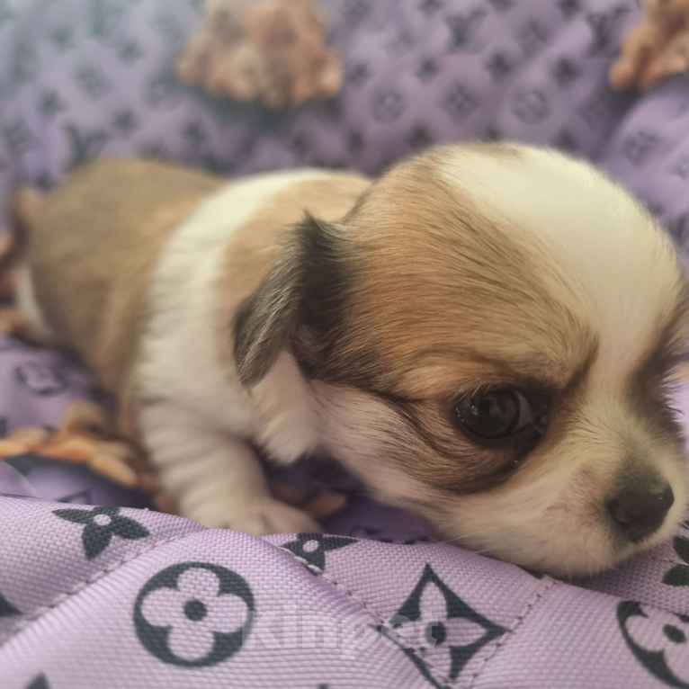 Собаки в Калининграде: Щенок Чихуахуа д/ш, мальчик Мальчик, Бесплатно - фото 3