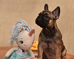 Собаки в Москве: Девочка и мальчики Мальчик, 65 руб. - фото 2