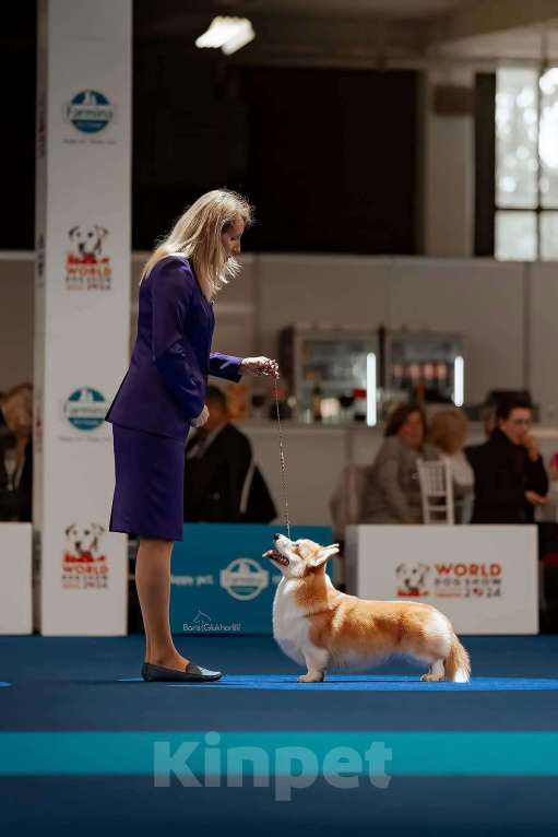 Собаки в Москве: Щенки Корги от Юного Чемпиона Мира Разнополые, 70 000 руб. - фото 4