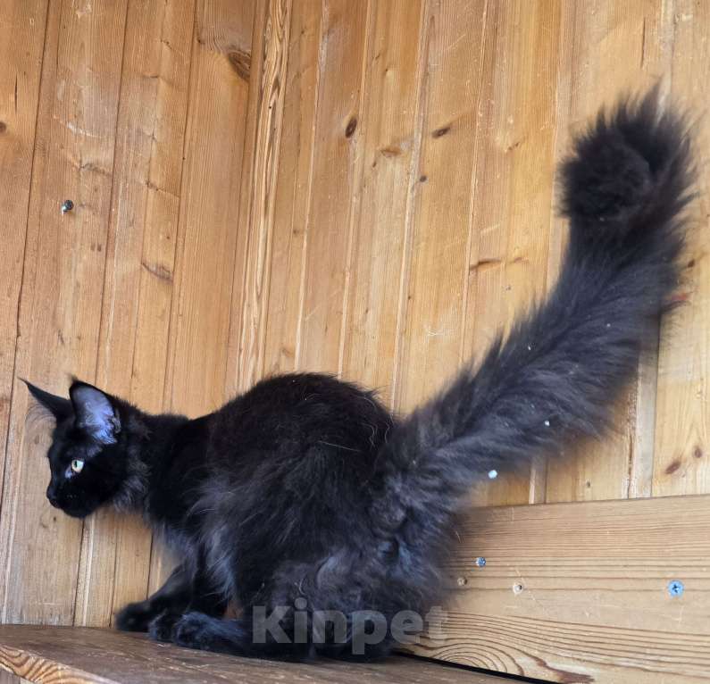 Кошки в Москве: Котенок Мальчик, 1 руб. - фото 4