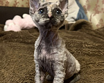 Кошки в Москве: Продаю котенка сфинкса 😻 Девочка, 10 000 руб. - фото 4