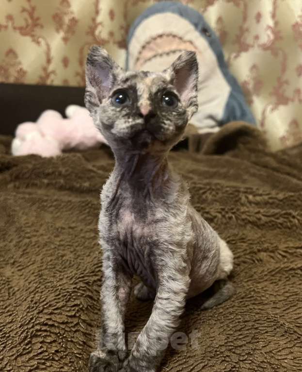 Кошки в Москве: Продаю котенка сфинкса 😻 Девочка, 10 000 руб. - фото 4