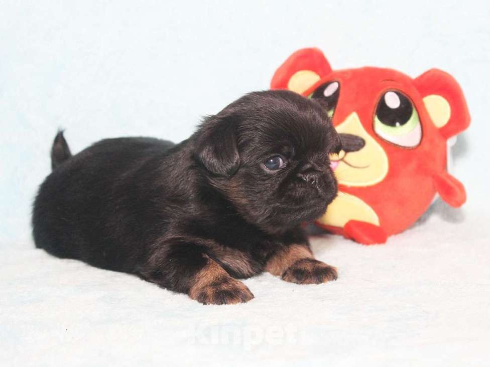 Собаки в Санкт-Петербурге: Красотка Девочка, 80 000 руб. - фото 3