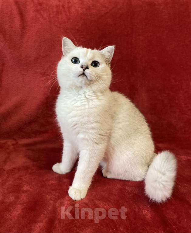 Кошки в Ульяновске: Вязка Мальчик, Бесплатно - фото 2