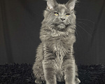 Кошки в Москве: Мейн-кун котенок Мальчик, Бесплатно - фото 5
