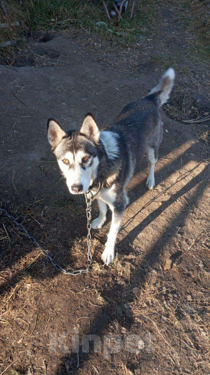 Собаки в Томске: Щенки в дар — 8 пушистых радостей 🐶 Бесплатно в добрые руки! Мальчик, Бесплатно - фото 5
