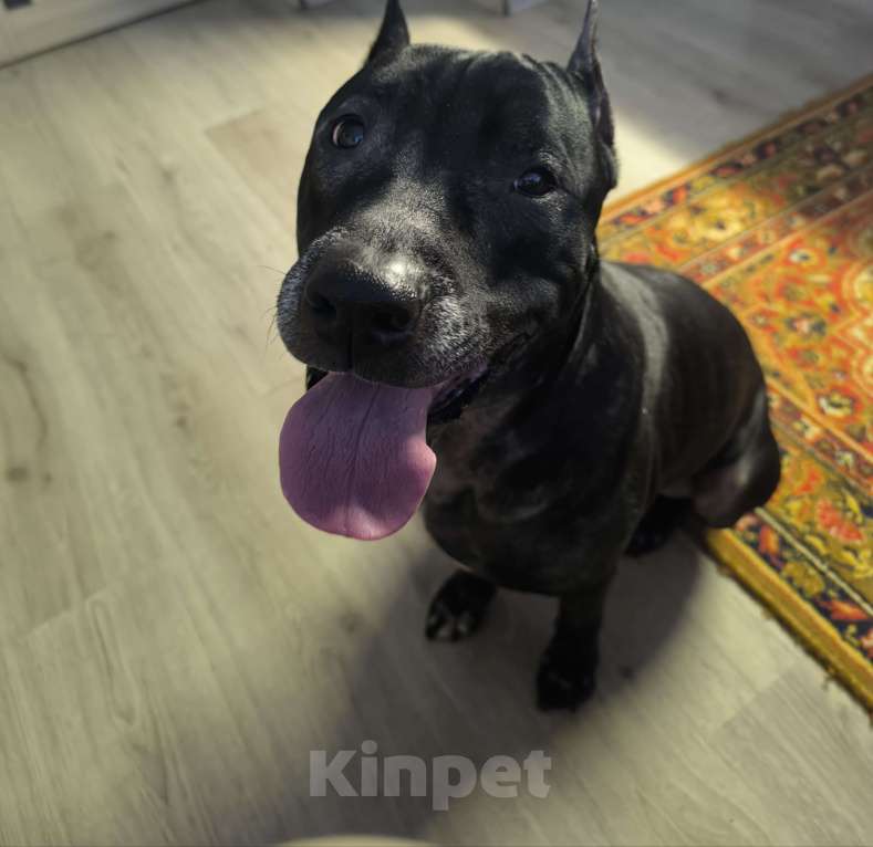 Собаки в Санкт-Петербурге: Питбуль Гром ищет дом! Мальчик, Бесплатно - фото 2