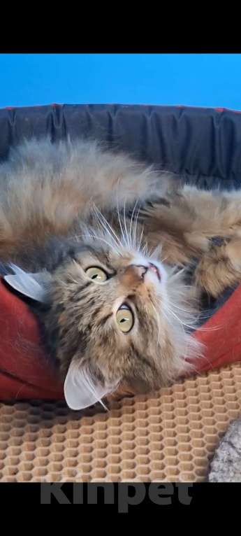 Кошки в Санкт-Петербурге: Очень ласковая молодая кошка. Пушистая. Кастрирована и привита. Девочка, Бесплатно - фото 3