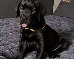 Собаки в Жуковском: Щенок лабрадора, РКФ Девочка, 65 000 руб. - фото 1