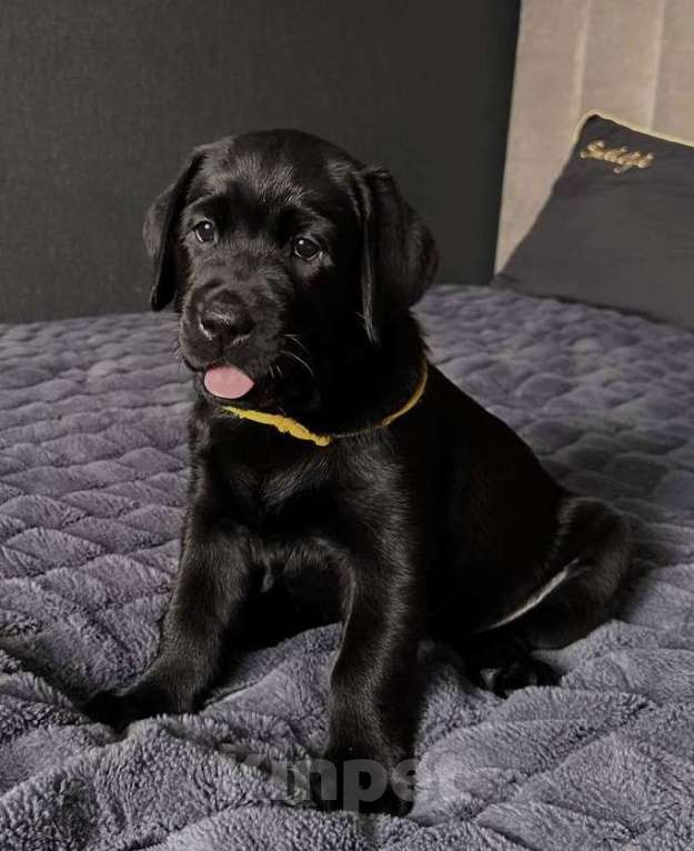 Собаки в Жуковском: Щенок лабрадора, РКФ Девочка, 65 000 руб. - фото 1