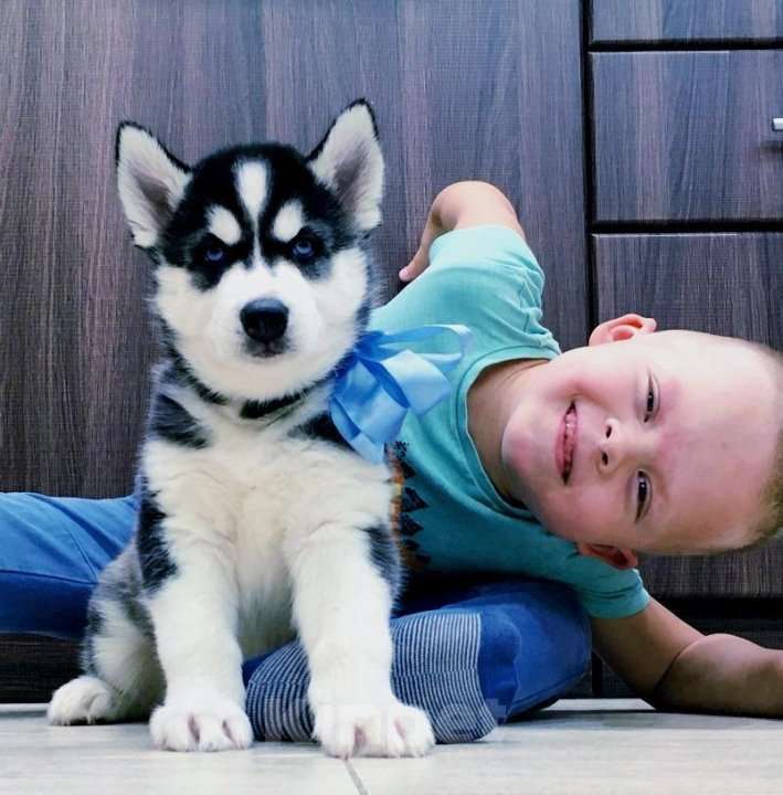 Собаки в Архангельске: Хаски Щенки Разных окрасов Разнополые, Бесплатно - фото 1