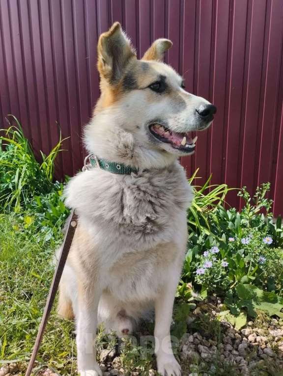 Собаки в Липецке: Собака в добрые руки  Мальчик, Бесплатно - фото 1