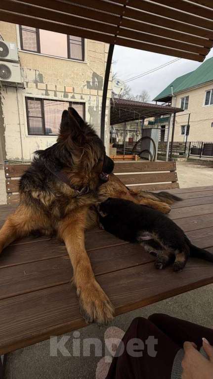 Собаки в других городах Краснодарского края: Щенок немецкой офчарки (красавчик)  Мальчик, 25 000 руб. - фото 5