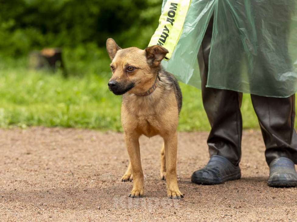 Собаки в Санкт-Петербурге: Маленький ласковый таксообразный пёсик Мальчик, Бесплатно - фото 5