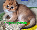 Кошки в Москве: Шотландский длинношерстный хайленд котенок Мальчик, 30 000 руб. - фото 2